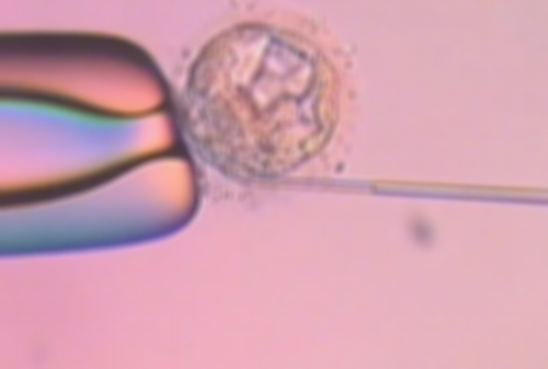 试管婴儿胚胎级别怎么区分(试管婴儿的胚胎分几个等级啊？那种等级是最好的