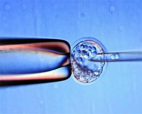 南昌单身男人可以做试管吗_O0IPp_吃白藜芦醇对试管婴儿的作用是什么？_43727_