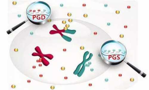 试管前吃什么成功率高