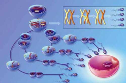 南昌代生几多钱_56229_1Yd7v_单角子宫和残角子宫有什么区别？哪个更严重？_03k