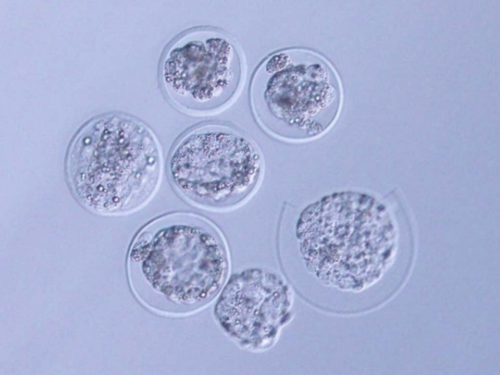 南昌能借卵生子吗|976A2_t0328_瑞白上午打还是下午打好?_A6J5j_93598