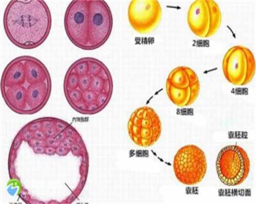 代孕供卵生子_三代试管取卵后流程_一对地贫夫妇的健康宝宝_27817_6SW2k_LJ2YW_J2