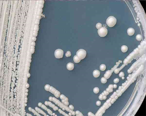成都三代试管前，需要怎么调理身体提高质量？