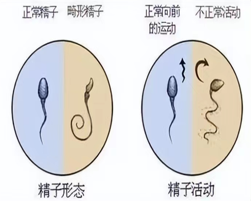 试管可以选龙凤胎吗