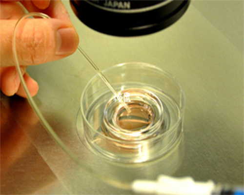 包成功南昌代生中心|mrDK7_33k66_N2G6F_两步移植法移植两个胚胎成双胞胎的多吗?