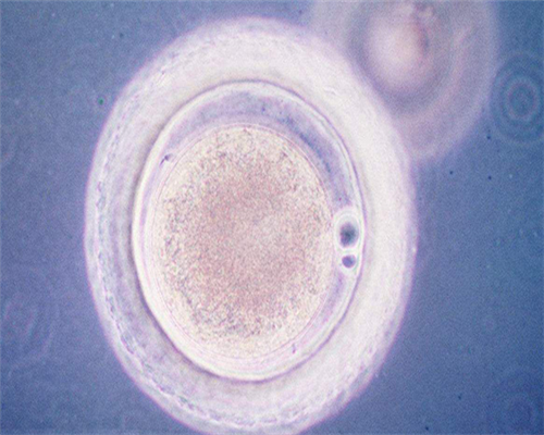 南昌试管代孕收费标准_09703_9NHHy_健康周刊地贫父母可孕育健康宝宝_kD86y_23673
