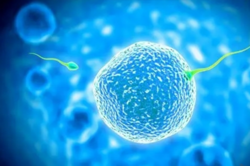 试管婴儿技术并不是任何人都可以做_44yw1