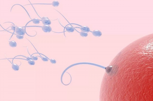 合肥试管代孕的优势|襄阳2026试管收费价目表_襄阳哪个医院可以做试管