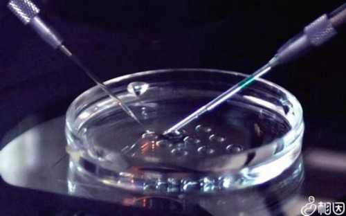 20万请人代生_有代生公司吗|云南可以做三代供卵试管的医院有哪些?附云南供