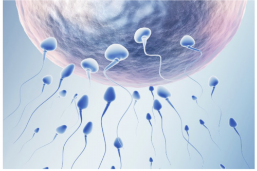 合肥哪有捐卵 合肥医院试管婴儿价格?试管婴儿都是怎么收费的? ‘三维彩超