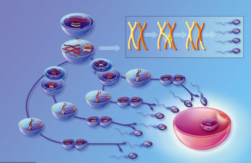 保定供卵试管婴儿费用u,三亚供卵试管婴儿费用