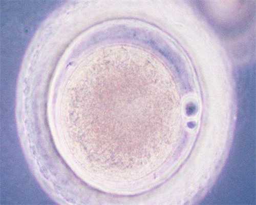 合肥代孕双胞胎费用|安徽省合肥市2026年当地供卵试管助孕医院排名（内含成功