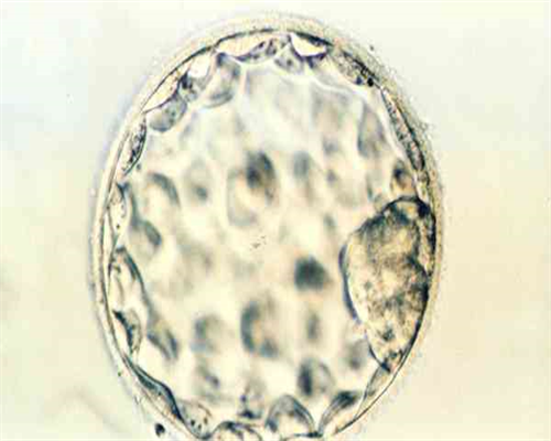 2026萍乡试管婴儿医院大全三代供卵费用与成功率排名