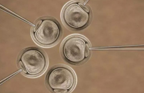 代生产子公司微信_360网代生|正式爆料!石家庄助孕成功率是多少?