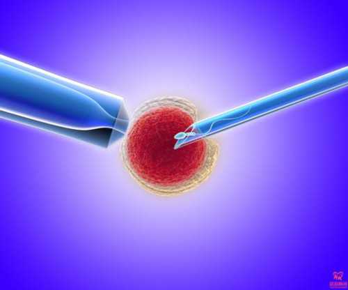 代怀哪家成功率高_代怀双胞胎费用_吃白藜芦醇对试管婴儿的作用是什么?_HT