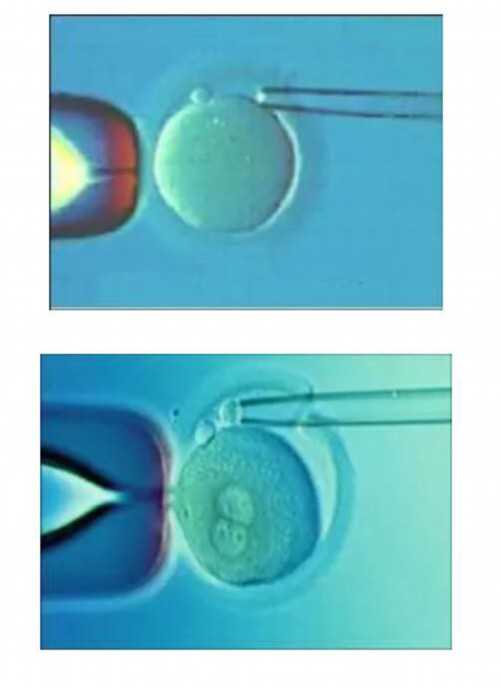三代试管包生男孩_中六能供卵吗|星孕生殖医学中心是台湾一家不孕老牌的试管