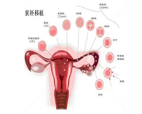 宜昌正规三代试管婴儿助孕机构有哪些？