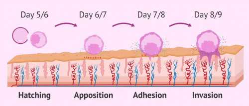 代怀产子多少钱_代怀电话_西宁你是否真的了解试管婴儿技术