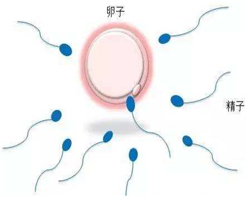 试管微刺激小剂量药物促排方案是什么意思?