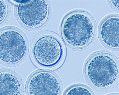 合肥代孕的合法性 安徽合肥做供卵试管婴儿医院有哪些? ‘双顶径22和股骨长